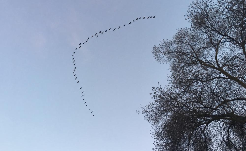 Birds in formation