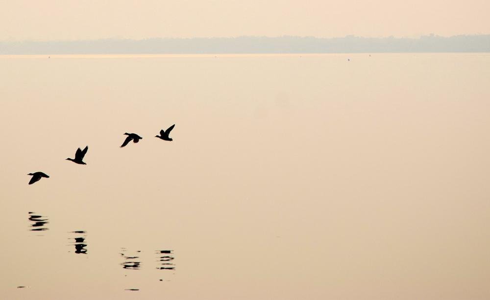 Birds in formation