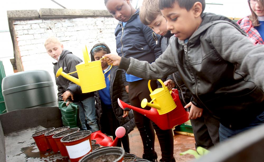 Lawley Primary plant sunflowers