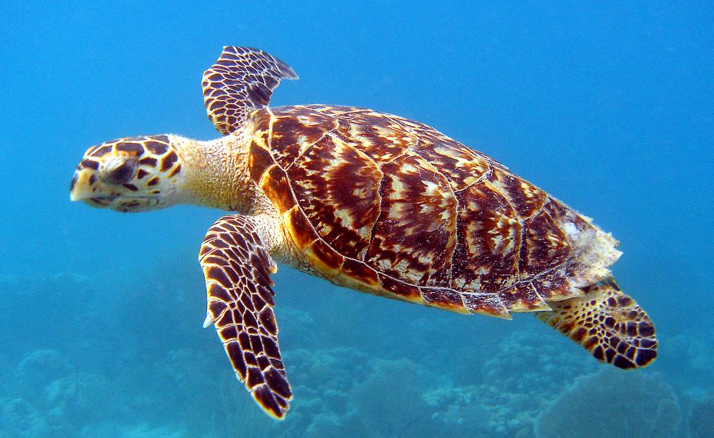 Rising pollution is endangering species Rising pollution is endangering species