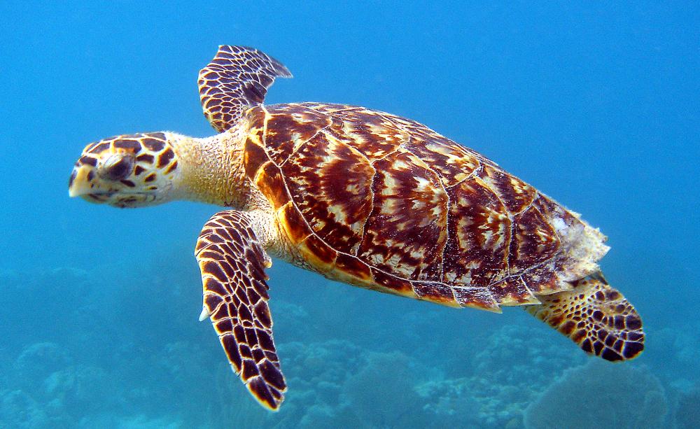 Hawksbill turtle