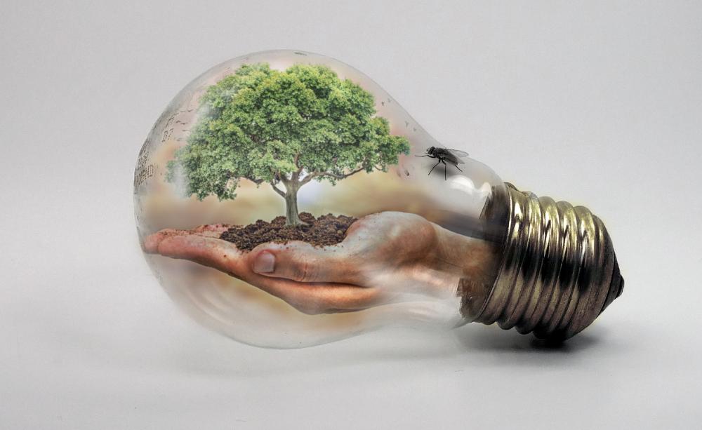 Bulb Bulb
