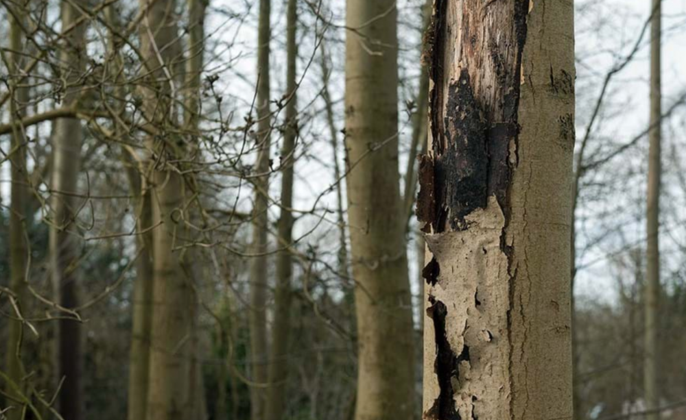 Ash dieback