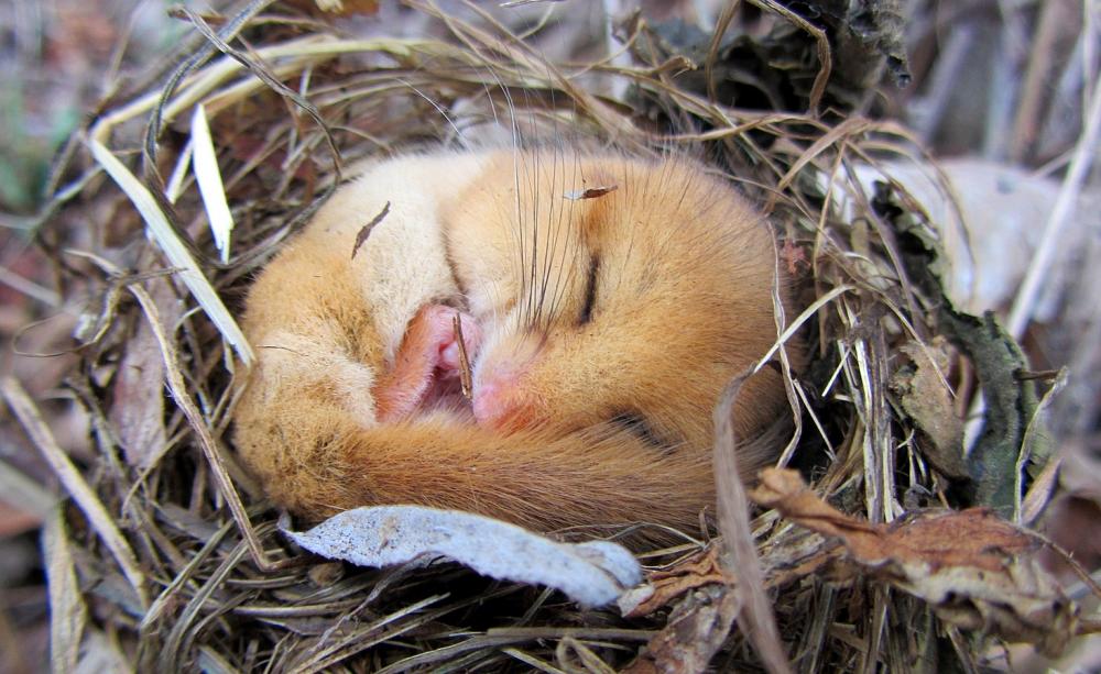 dormouse