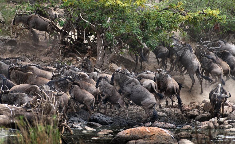 Insights into the Serengeti ecosystem