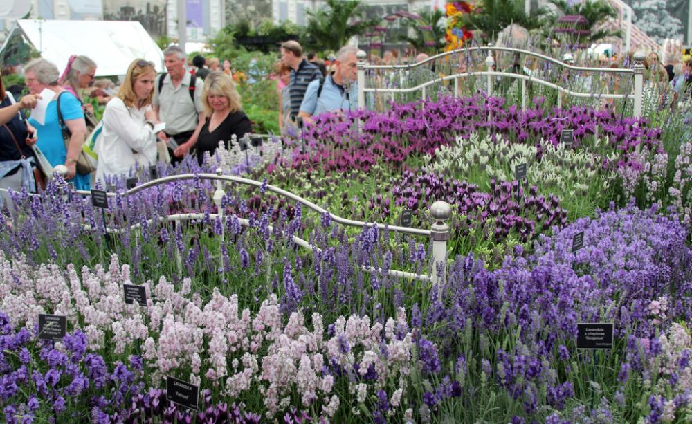 Climate solutions blooming at Chelsea Flower Show