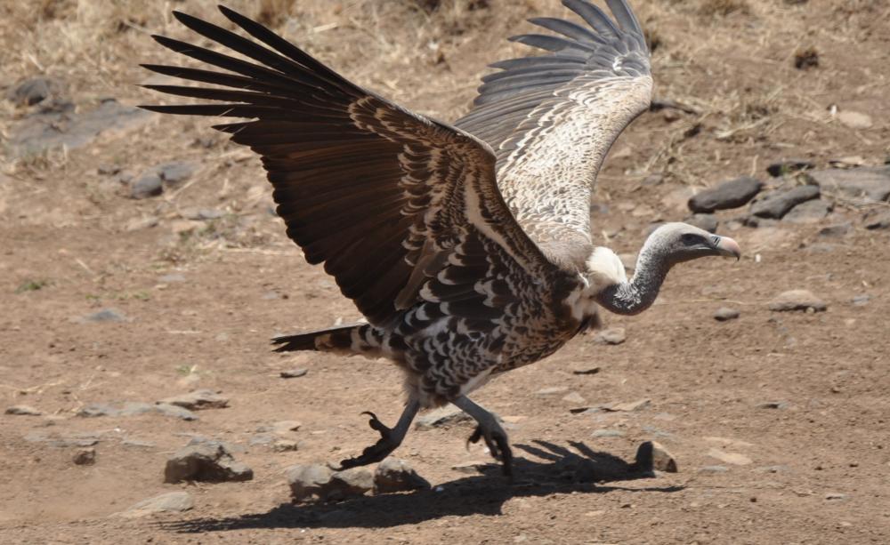 Vulture