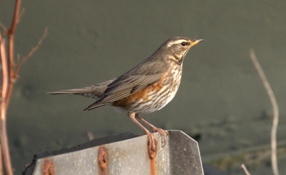 Redwings