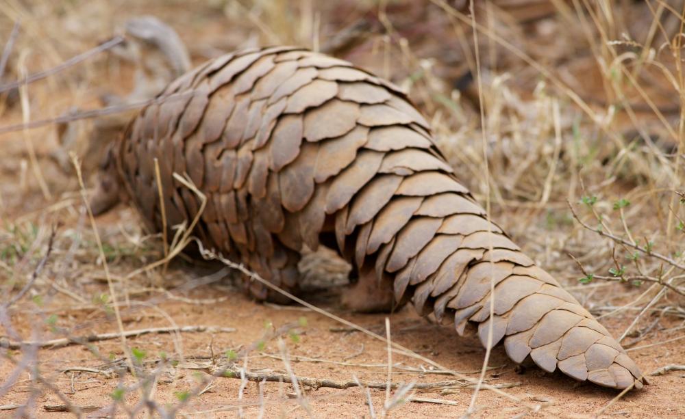 pangolin