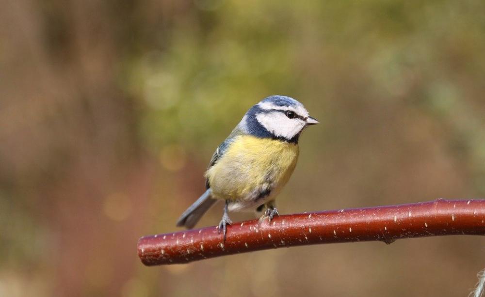 Blue tit