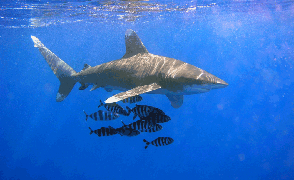 oceanic whitetip shark