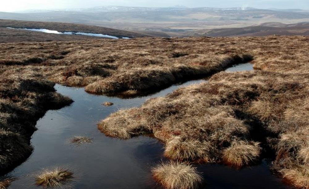 For peat's sake For peat's sake