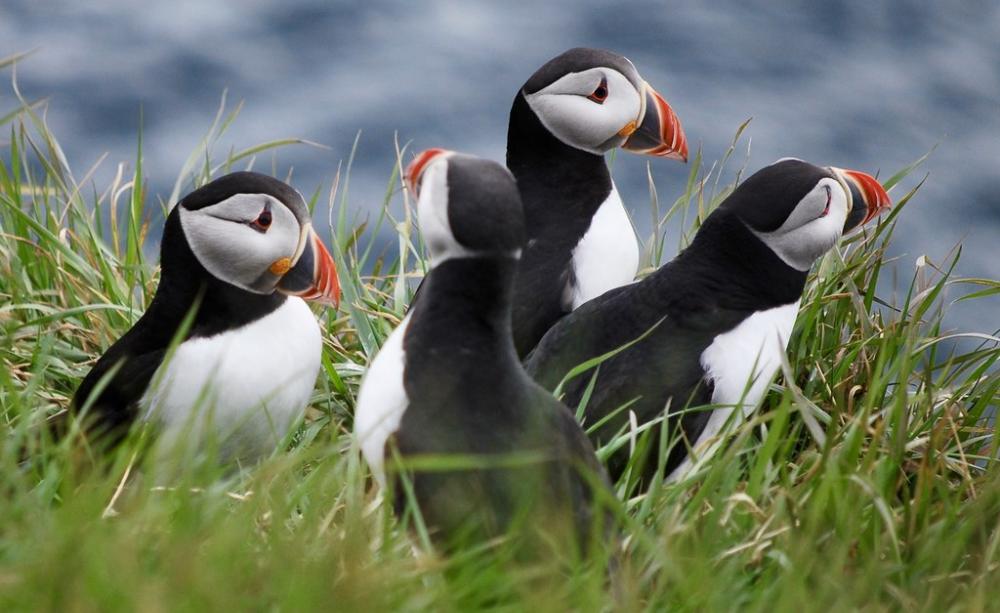 Puffins