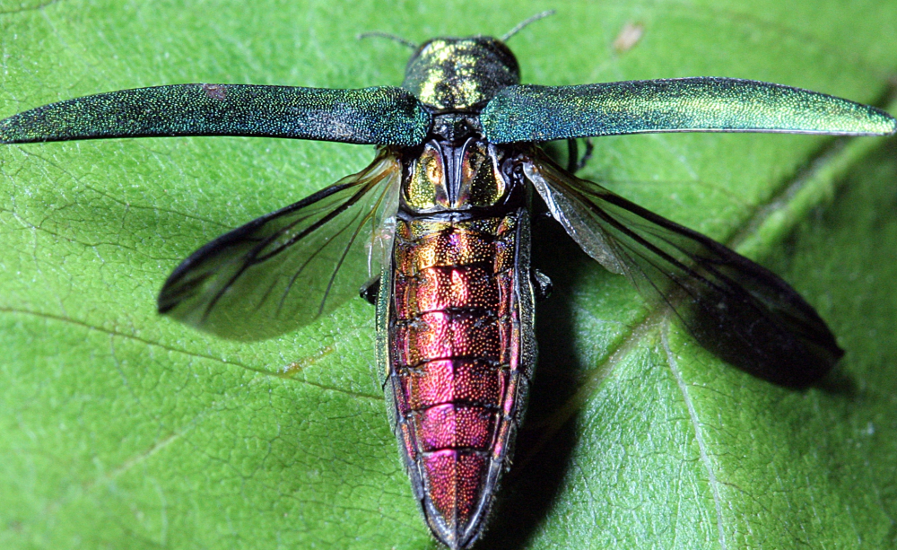 Emerald Ash Borer