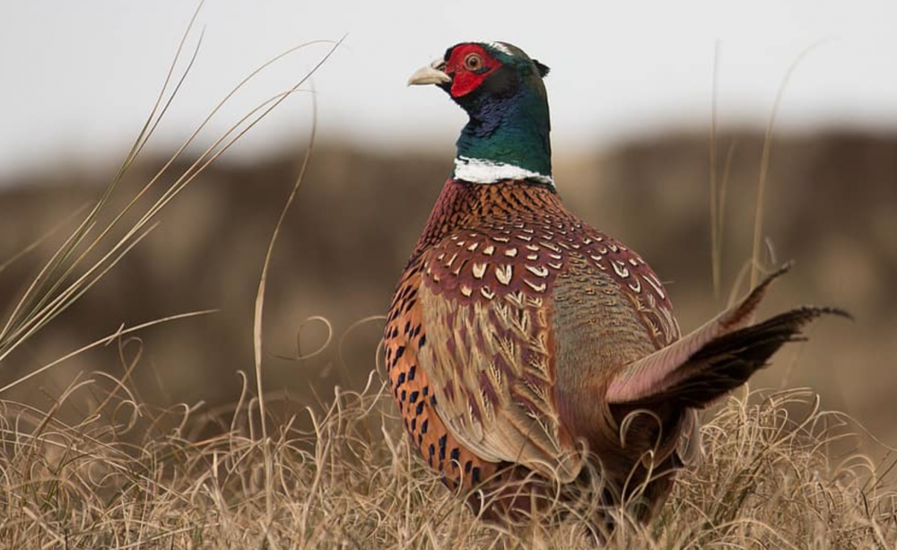pheasant