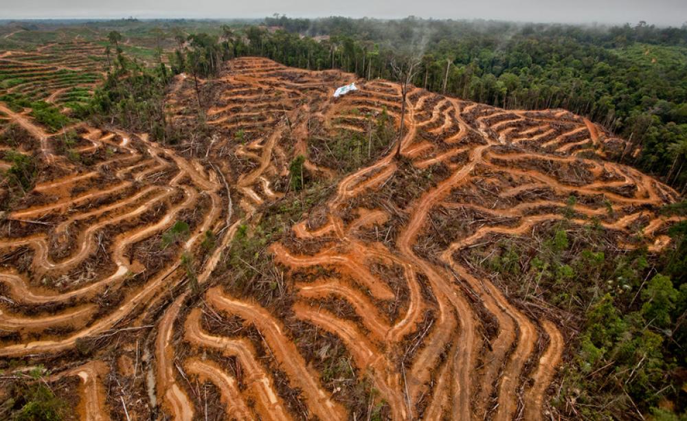 P & G Palm Oil Supplier in Kalimantan