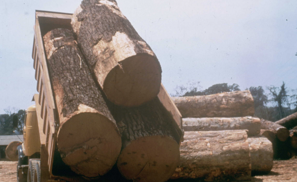 Logging