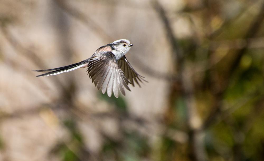 Long-tailed tit