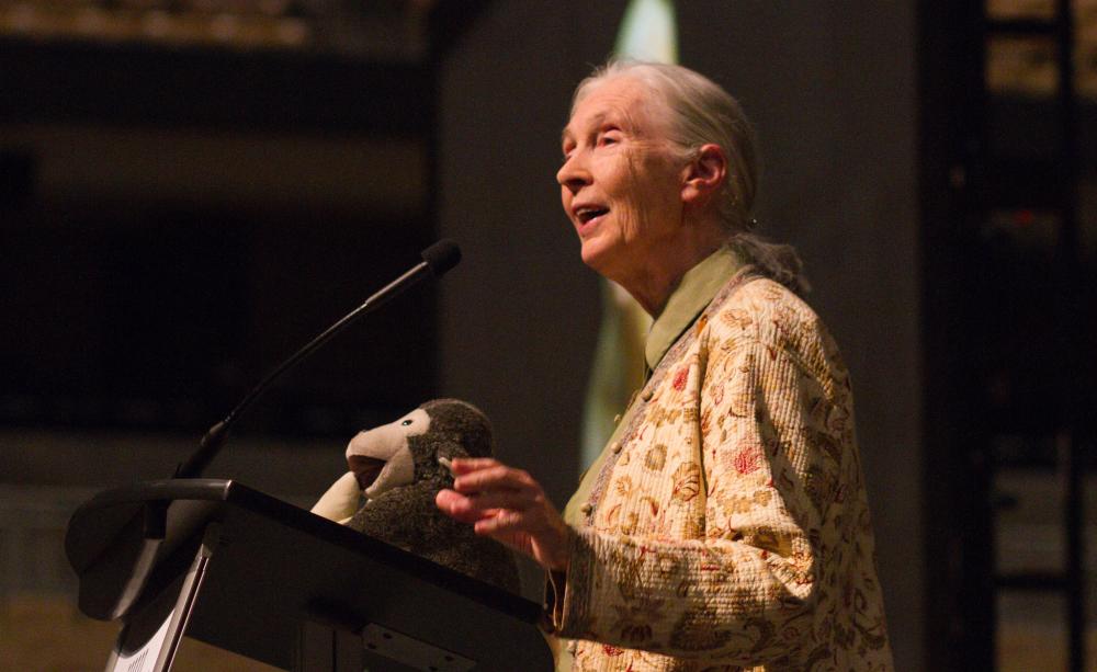 Jane Goodall