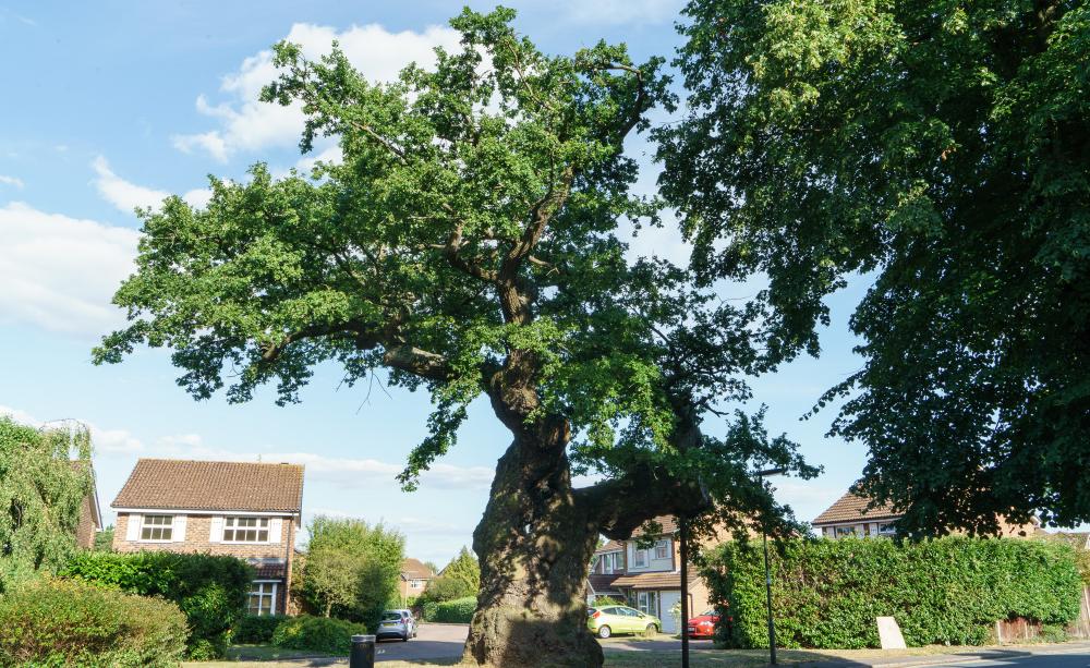 Crouch Oak