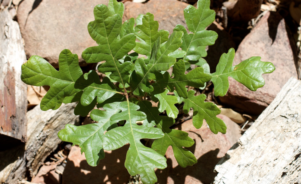 Oak Sapling