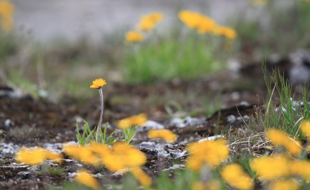 Daisy