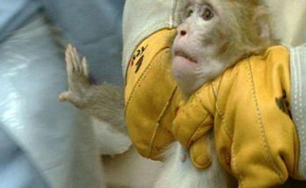 the-failure-of-animal-testing