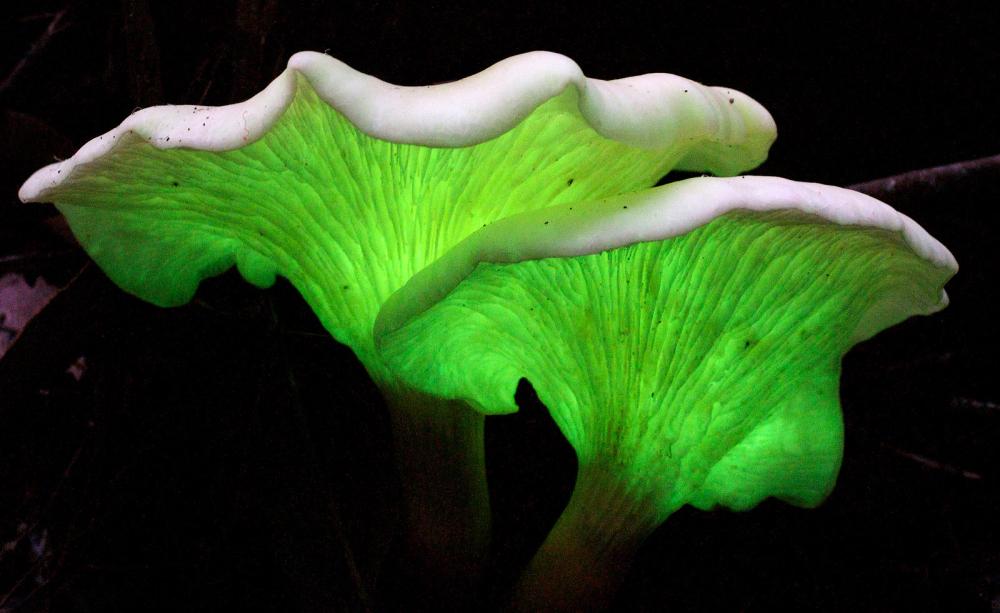 The Electrical Language Of Fungi the-electrical-language-of-fungi