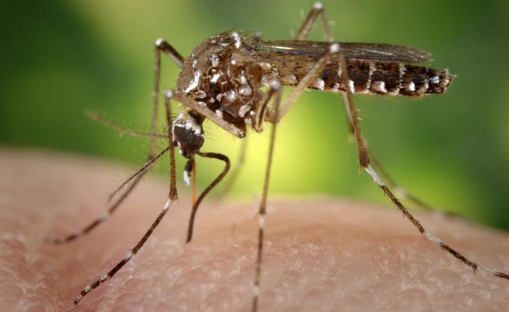 This image depicts a female Aedes aegypti mosquito obtaining a blood-meal from a human host through her fascicle.
