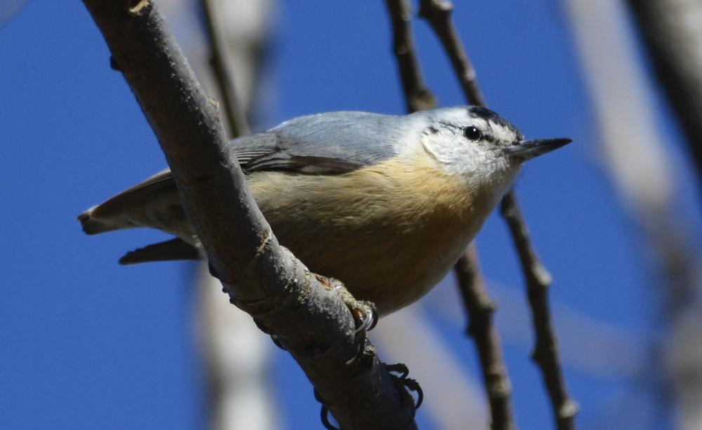 Sitta ledanti