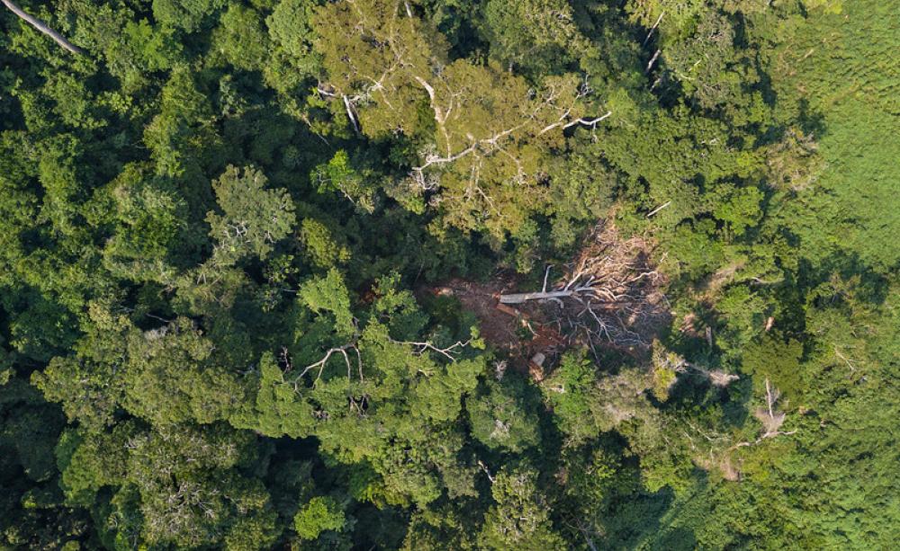 Aerial view of a tree being felled in the Democratic Republic of the Congo