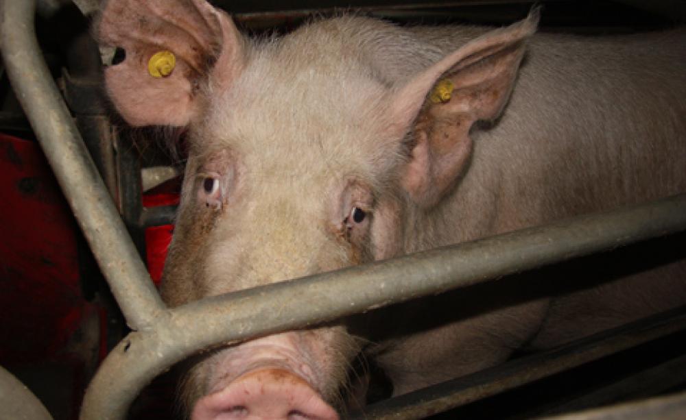 Sow in a stall