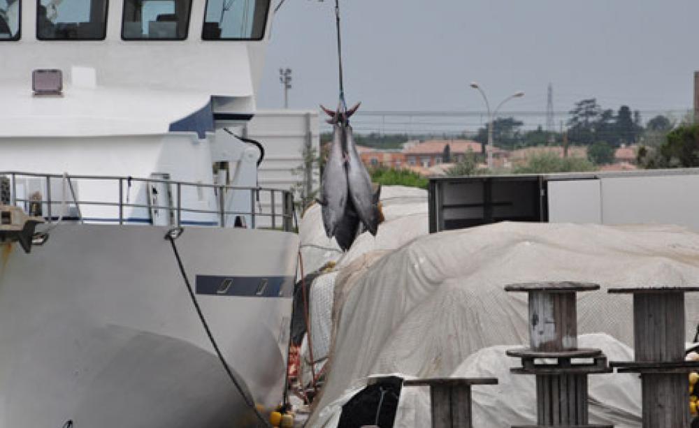 Bluefin tuna