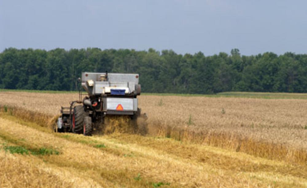 Field of wheat