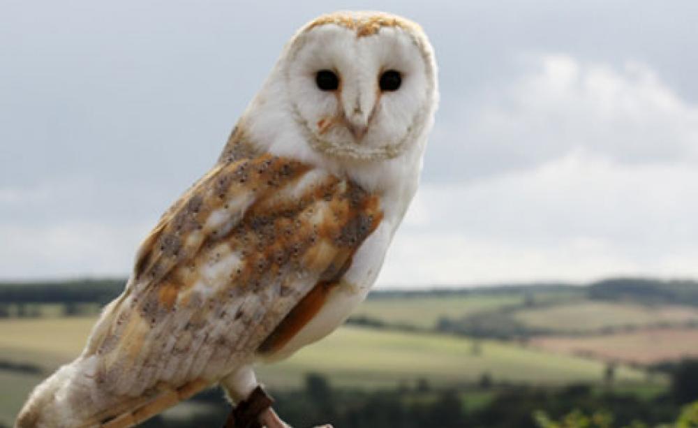 Barn owl in Kent