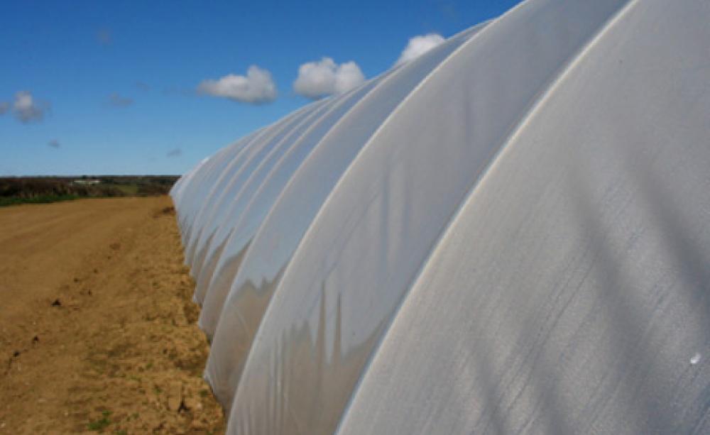 Polytunnel