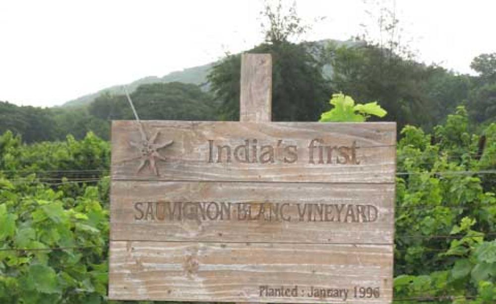 India's first Sauvignon blanc