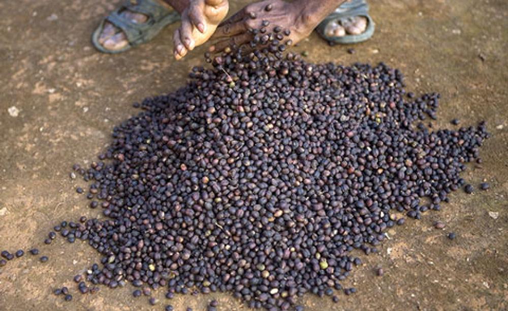Coffee beans