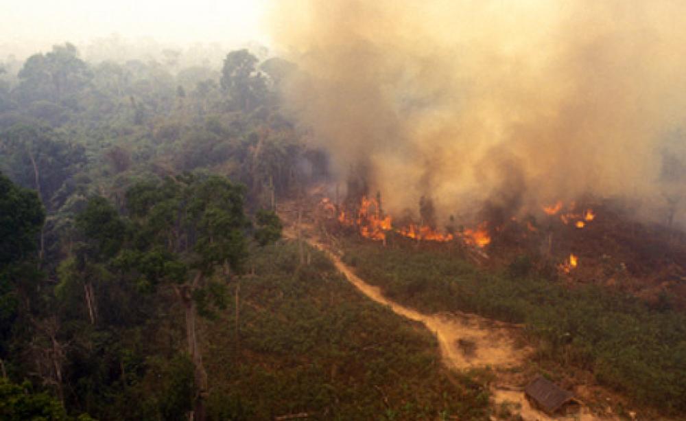 Tropical deforestation