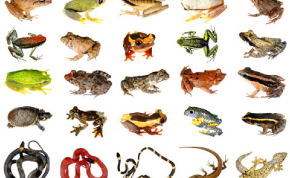 Amphibians and reptiles