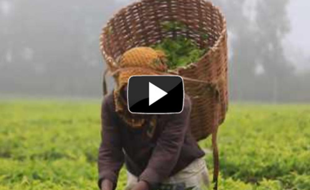 Plantation worker