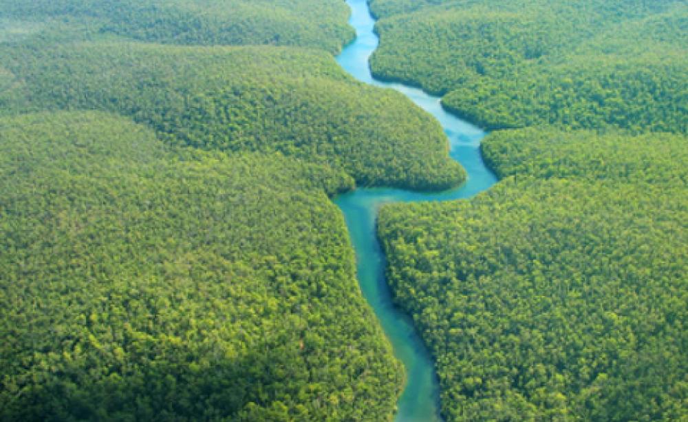 The Amazon