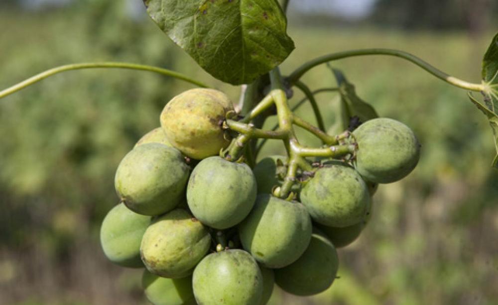 Jathropa crop