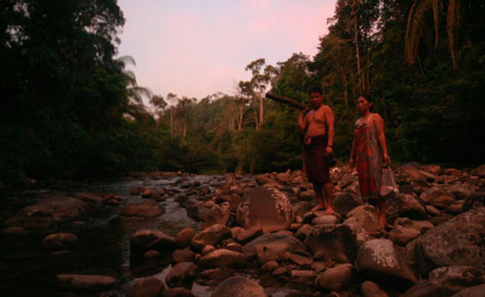 Sarawak forests