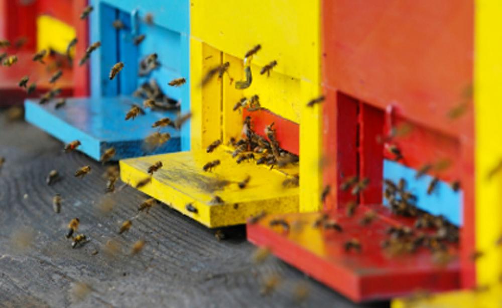 bee hives