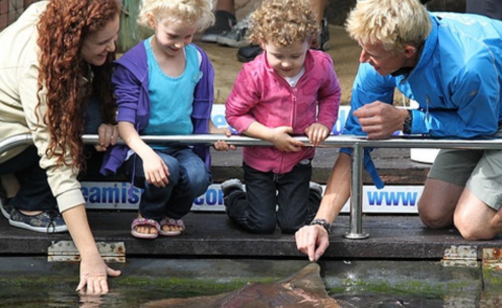 Daydream reef school