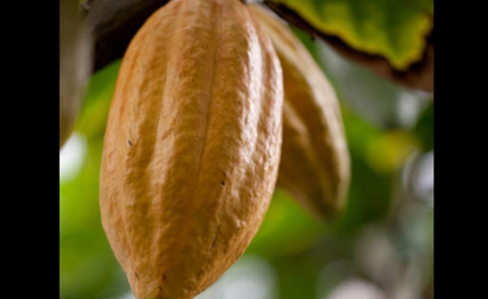 Cocoa tree