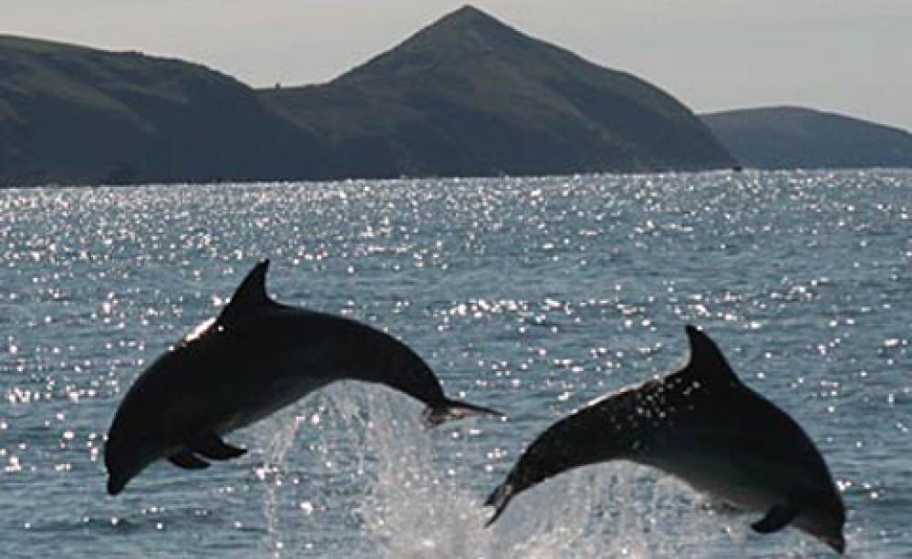 dolphins