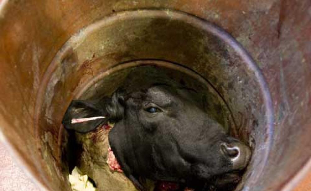 Revealed: the secret horror of the world's 'mega' factory farms Revealed: the secret horror of the world's 'mega' factory farms