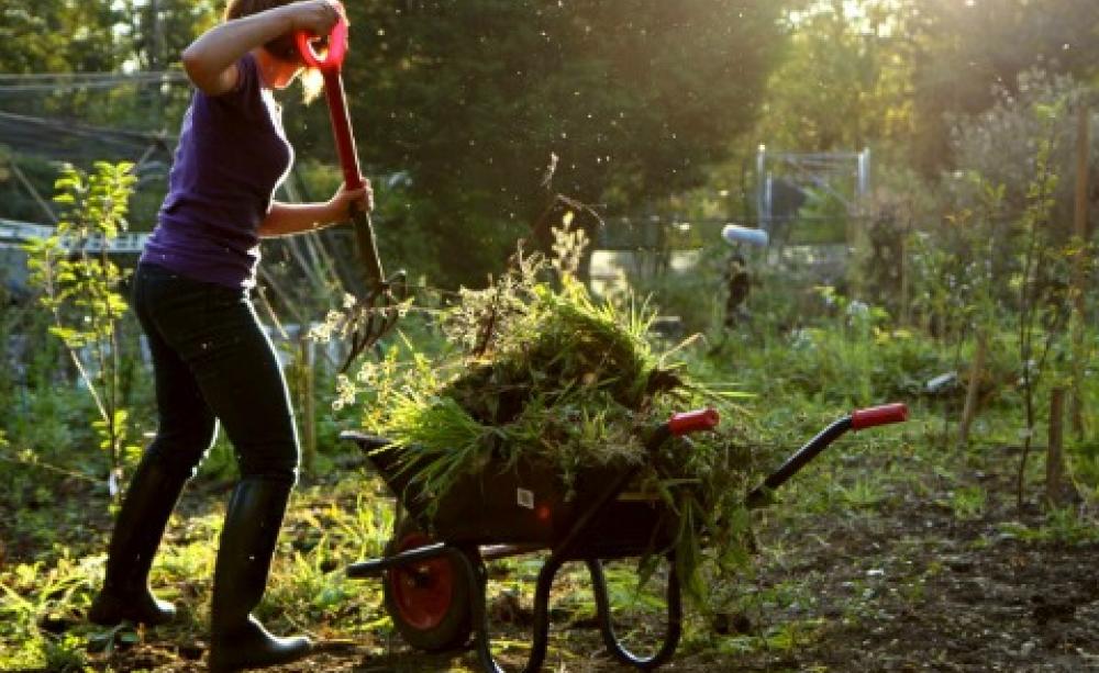 Community garden in Essex